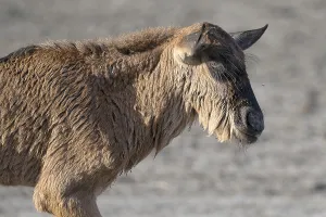 Wildebeest (Connochaetes), newborn