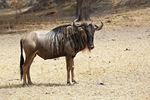 Wildebeest (Connochaetes sp.), Tarangire National Park