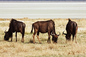 Wildebeest (Connochaetes taurinus)