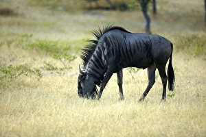 Wildebeest (Connochaetes taurinus)