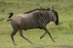 Wildebeest (Connochaetes taurinus)
