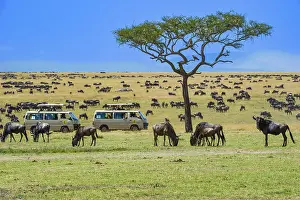 Wildebeest (Connochaetes taurinus)