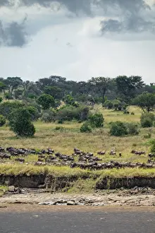 Wildebeest (Connochaetes taurinus)