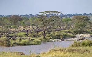 Wildebeest (Connochaetes taurinus)