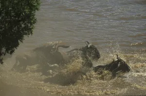 Wildebeest crossing the Mara River (Connochaetes taurinus)