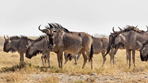Wildebeests (Connochaetes), Etosha National Park