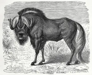 Wildebeests (Connochaetes), the individual animal the wildebeest