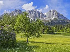 Wilder Kaiser in spring, Lilac and trees