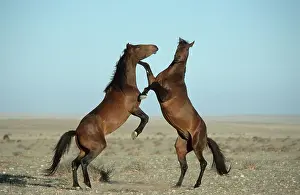 Wildhorses, fighting, desert stallion