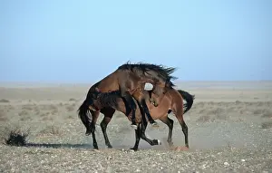 Wildhorses, fighting stallions