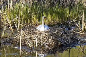 Wildlife Birds in Germany Swan