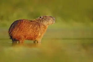Wildlife of Brazil. Capybara, Hydrochoerus hydrochaeris