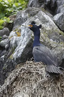 Wildlife of Kamchatka: Red-faced cormorant (Phalacrocorax urile) sitting in nest on cliff