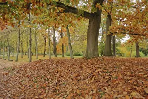 Wilhelmsbad, state park with autumn colours and leaf fall