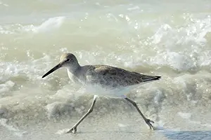 Willet (Catoptrophorus semipalmatus) adult running along shoreline