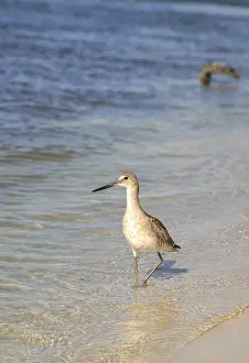 Willet shorebird Tringa semipalmata along the shore of Clam Pass in Naples