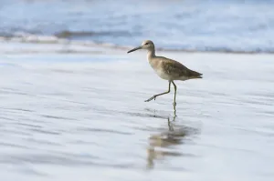 Willet (Tringa semipalmata) wading on the beach