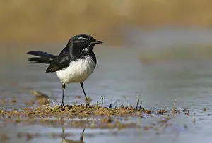 Willie Wagtail (Rhipidura leucophrys)