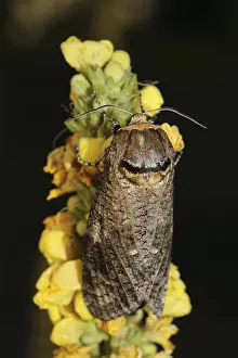 Willow borer (Cossus cossus)