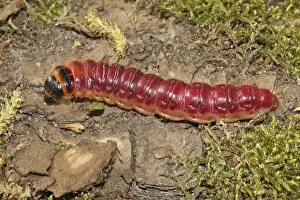 Willow borer (Cossus cossus)