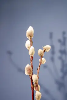 Two willow branches with shadow on blue background