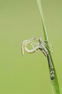 Willow Emerald Damselfly (Chalcolestes viridis) hatching