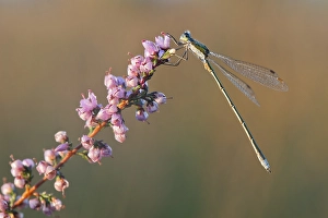 Willow Emerald Damselfly (Lestes viridis)
