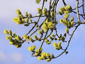 Willow in flower, willow catkins