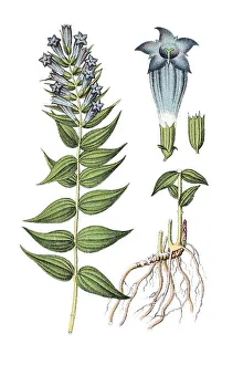 Willow Gentian (Gentiana asclepiadea)