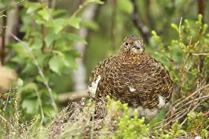 Willow ptarmigan (Lagopus lagopus) Hen