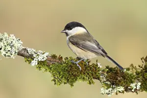 Willow Tit (Parus montanus), sitting on a branch overgrown with lichen and moss