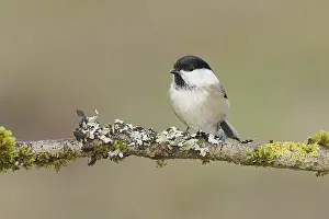 Willow Tit (Parus montanus) sitting on a branch overgrown with moss and lichen