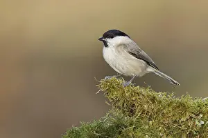 Willow Tit (Parus montanus) sitting on a tree root covered with moss