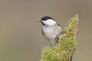 Willow Tit (Parus montanus), Willow Tit (Parus montanus) sitting on a branch overgrown with moss