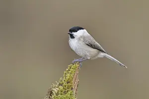 Willow Tit (Parus montanus), Willow Tit (Parus montanus) sitting on a branch overgrown with moss