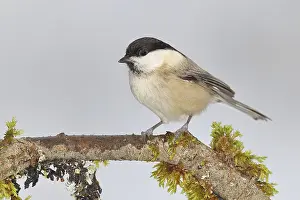 Willow Tit (Parus montanus), Willow Tit (Parus montanus) sitting on a branch overgrown with moss