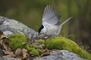 Willow Tit (Poecile montanus)