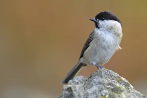 Willow Tit (Poecile montanus), Schleswig-Holstein