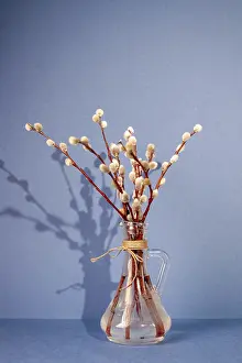 Willow twigs in a glass jar on a blue background