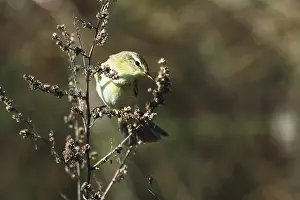 Willow Warbler, Phylloscopus collybita