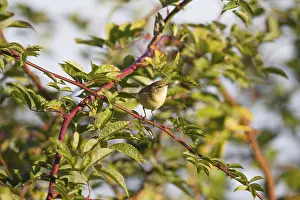 Willow Warbler (Phylloscopus trochilus)