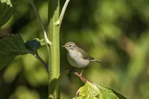 Willow Warbler - on a sunflower (Phylloscopus trochilus)