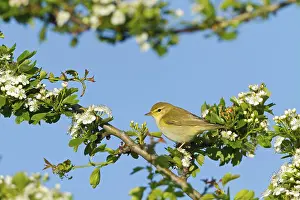 Willow Warbler, Willow Warbler