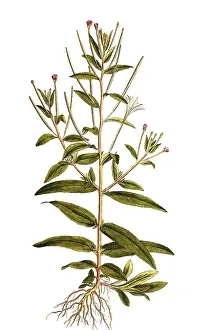 Willowherb (Epilobium) villosum