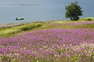 Willowherb, Lauvsnes, North Trondelag, Norway