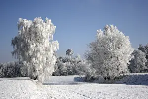 Willows covered with frost in front of a forest