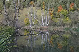 Willows (Salix), autumn colouring