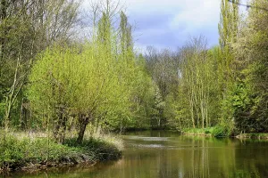 Willows in the sunlight on the banks of a river