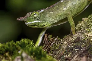Will's two-horned chameleon
