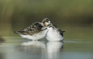 Wilson's Phalarope (Phalaropus tricolor)